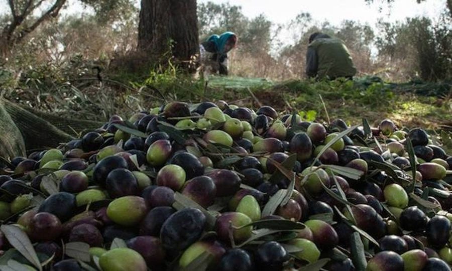 olives on the raffia lying on the ground and man and woman picking olives in the background at Drupes crops